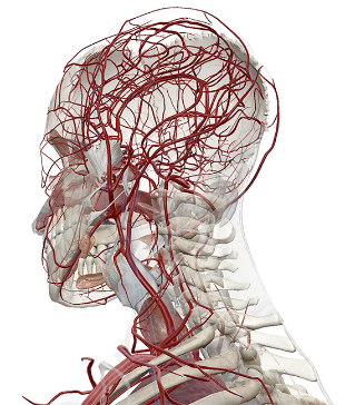 Visible Body - Virtual Anatomy to See Inside the Human Body